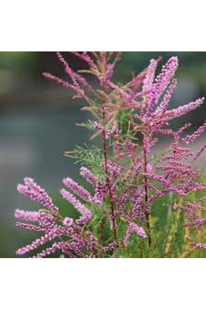 Тамарікс галузистий